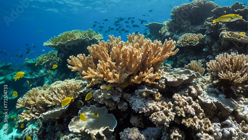 Underwater Coral Reef  © rouda100