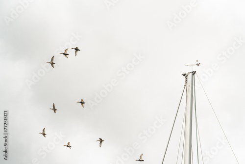 vol de canards sauvage  au dessus du port photo