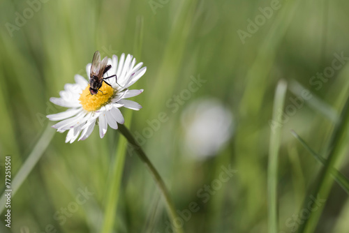 Une mouche se nourri sur une fleur