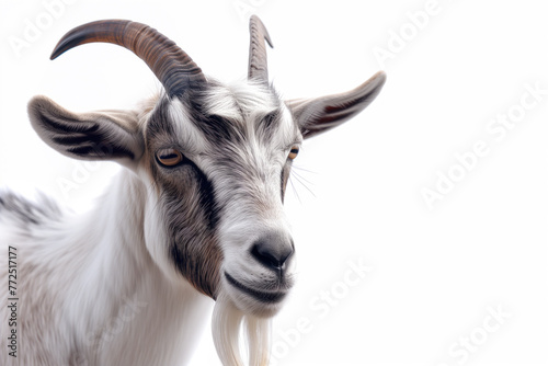 A close-up portrait of a majestic goat with distinct black and white fur, large brown eyes, and dark-colored horns against a white background.