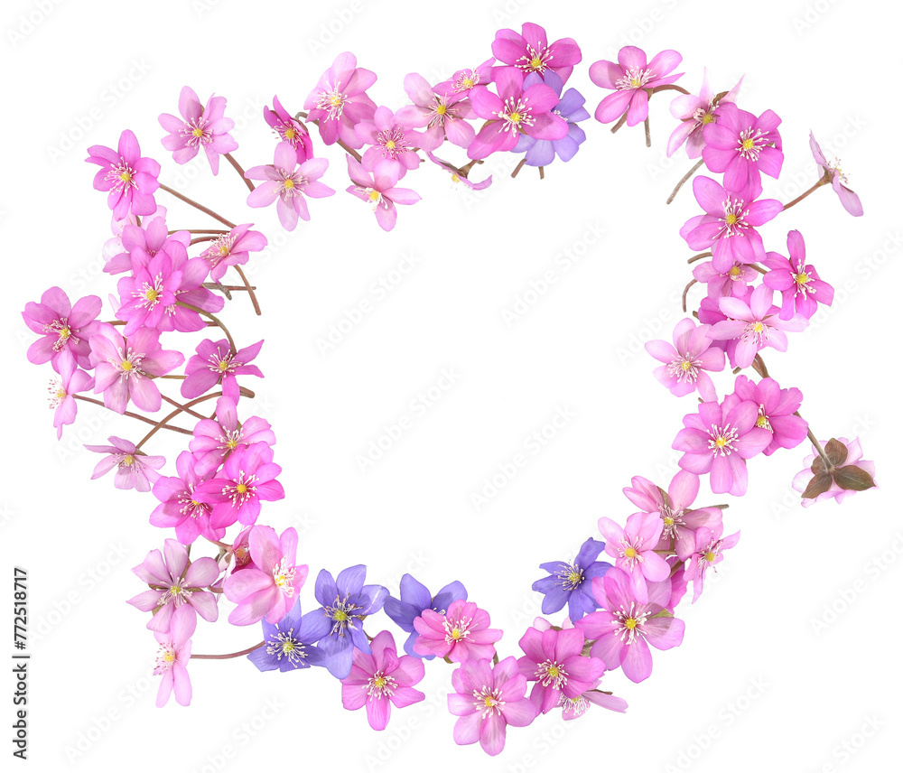 Circle of first spring flowers,  Anemone hepatica isolated on white background.  Wreath of blooming pink violet wild forest flowers liverwort.