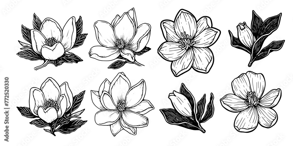 Vintage Magnolia Flower Vector Set. Hand-drawn outlines in black and white, perfect for spring-themed designs, wedding invitations, and botanical illustrations