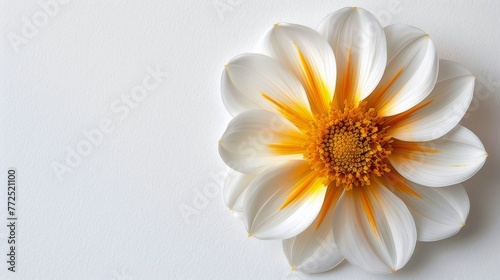 White and Orange Flower on White Wall