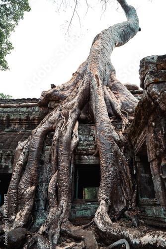 Ta Prohm Tomb Raider Temple in Angkor complex Cambodia