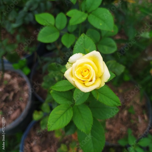 I didn't like the color tone of my yellow rose
