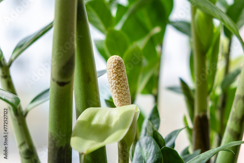 Zamioculcas flower bloomed close-up. Minimalistic ZZ plant flower growing from stems. Blooming exotic plant. Symbol of good luck.  Selective focus