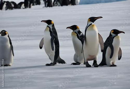 Emporer Penguins on the ice