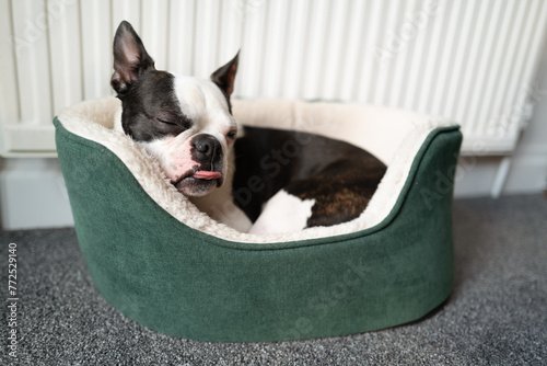 Boston Terrier dog curled up in a small green dog bed in front of a radiator. She has her tonue out slightly.