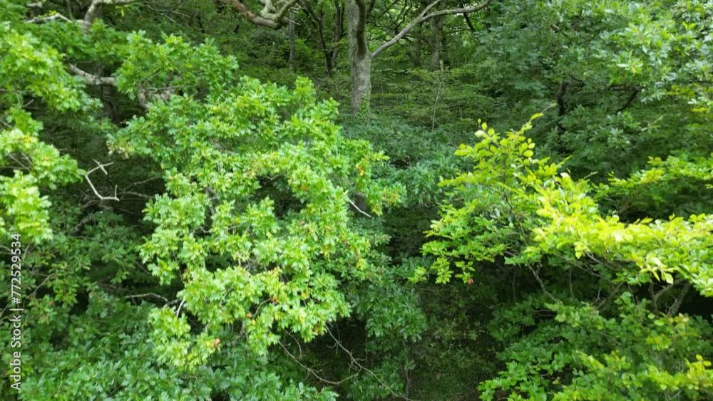 Drone shot of green trees in vibrant thick woods under overcast sky in daytime