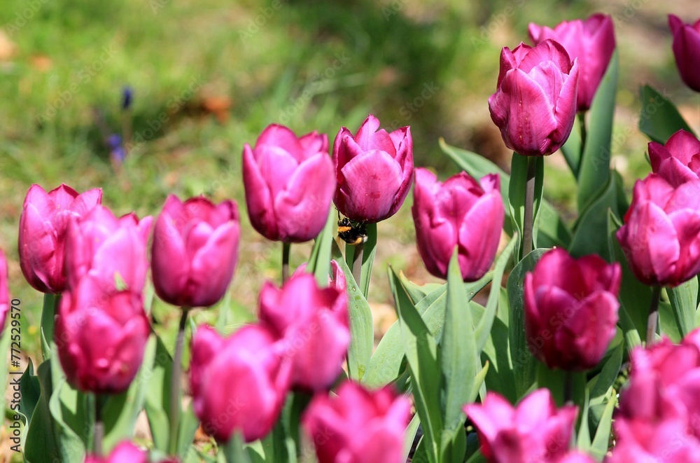 Purple tulips in a flower bed in spring on a blurred background