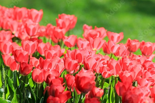 Pink tulips in a flower bed in spring on a blurred background 