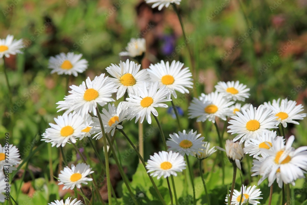 White daisies in a flower bed in spring on a blurred background White daisies in a flower bed in spring on a blurred background