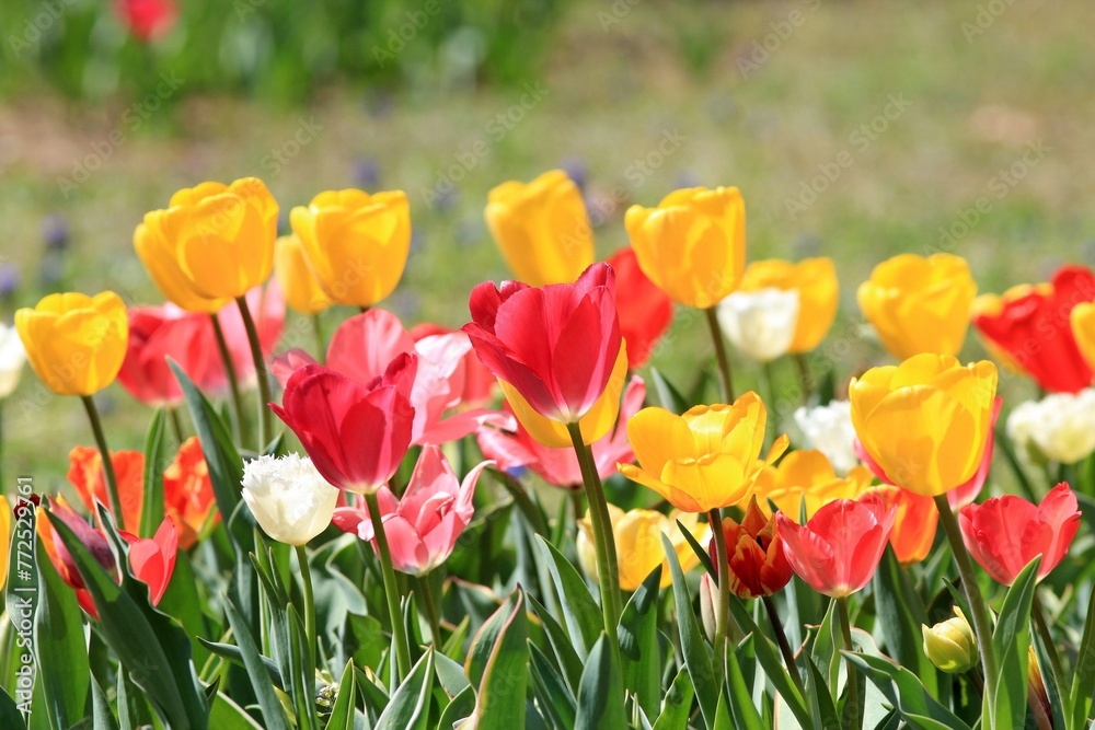 Colorful tulips in a flower bed in spring on a blurred background Colorful tulips in a flower bed in spring on a blurred background