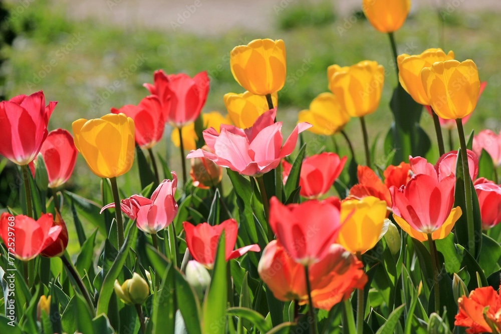 Colorful tulips in a flower bed in spring on a blurred background Colorful tulips in a flower bed in spring on a blurred background