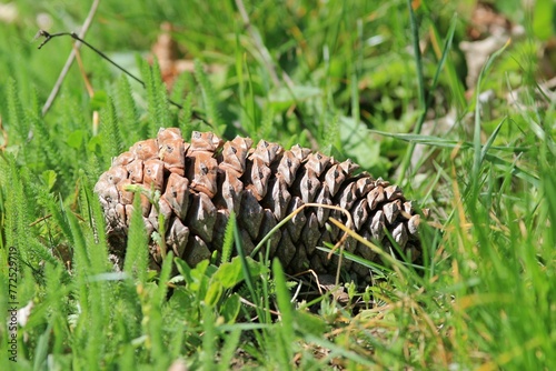 A pine cone is lying on the green grass
