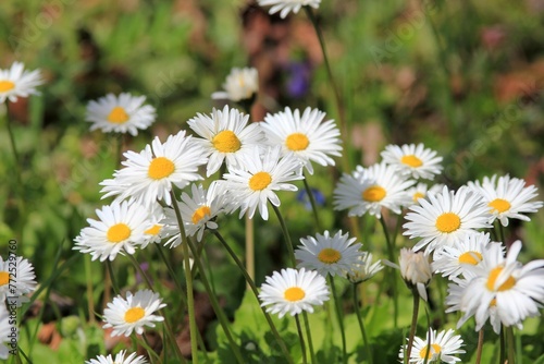 White daisies in a flower bed in spring on a blurred background © dinar12