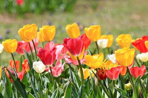 Colorful tulips in a flower bed in spring on a blurred background