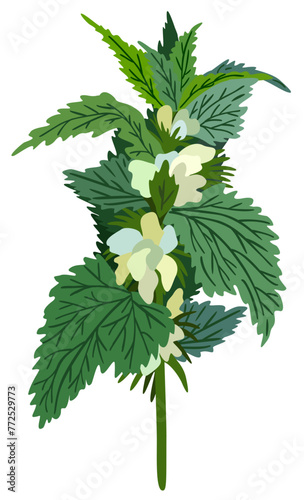 White dead nettle plant. Vector isolated illustration