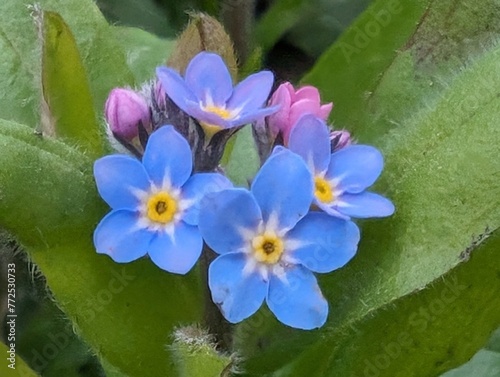 Forget-me-not flowers  Myosotis 