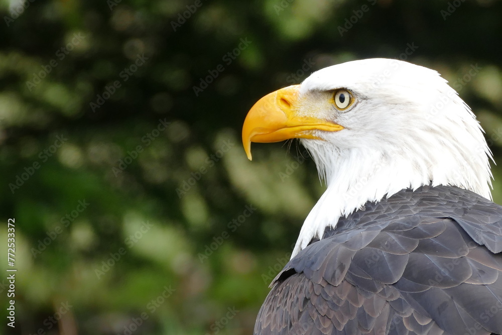 Weißkopfseeadler Wisentgehege Springe Weißkopfseeadler Wisentgehege Springe