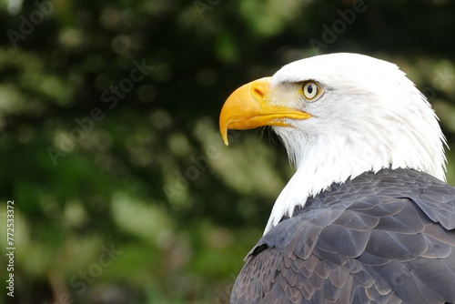 Wei  kopfseeadler Wisentgehege Springe