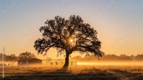  A hazy meadow with a tree in focus and a barn faintly visible behind it, illuminated by the sun