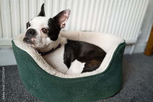 Boston Terrier dog curled up in a small green dog bed by a radiator. She has her head and ears up looking ahead of her.