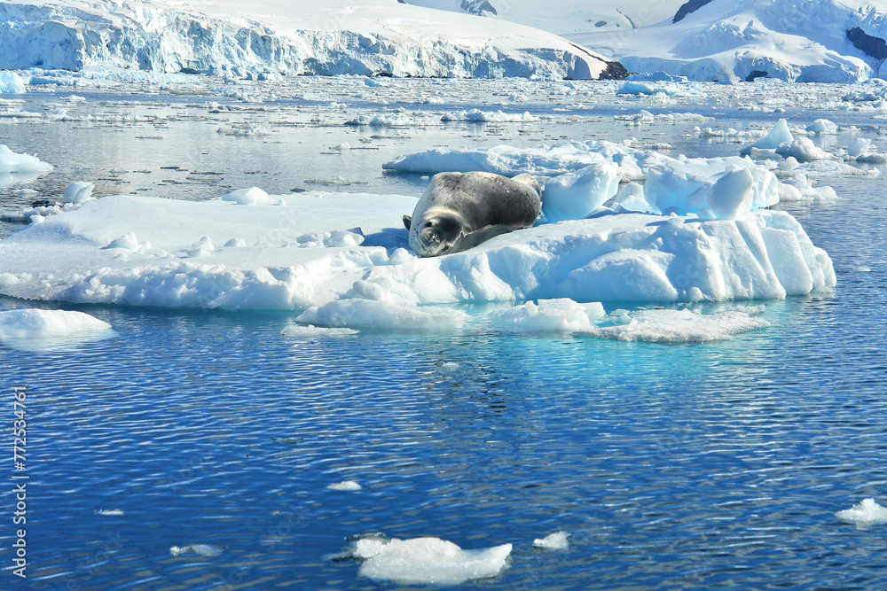 Fototapeta premium A predatory seal called a leopard seal resting on an ice floe in Antarctica