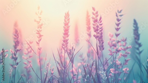  Blurry image of a group of lavender flowers basking in sunlight with a clear blue sky in the background © Igor