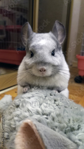 Chinchilla. White Wilson. Pet with a plush toy. Exotic pet. photo