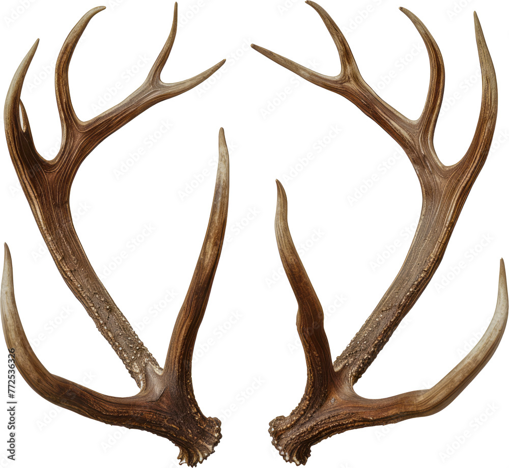 Elk antlers symmetrical display cut out on transparent background Elk antlers symmetrical display cut out on transparent background