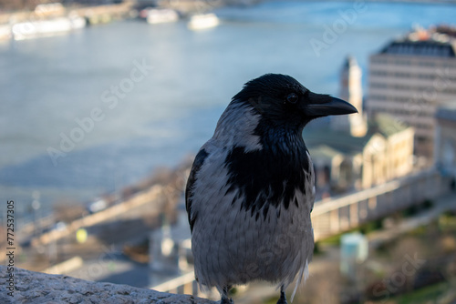 Hooded Crow Bird, front view 
