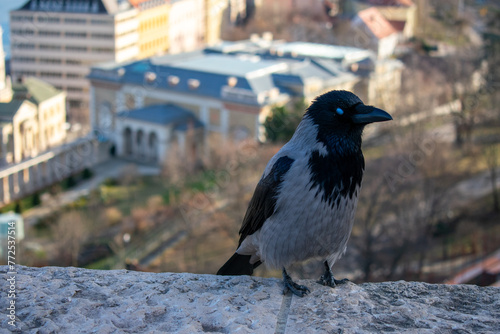 Hooded Crow Bird, front view 