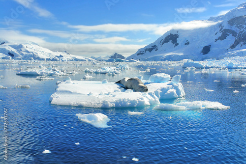 A predatory seal called a leopard seal resting on an ice floe in Antarctica
