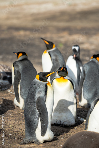 Penguins in the Falkland Islands photo