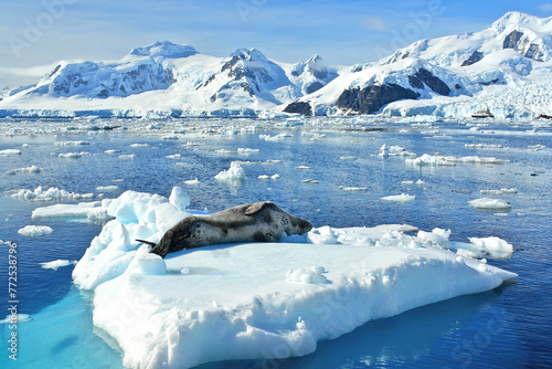 A predatory seal called a leopard seal resting on an ice floe in Antarctica photo
