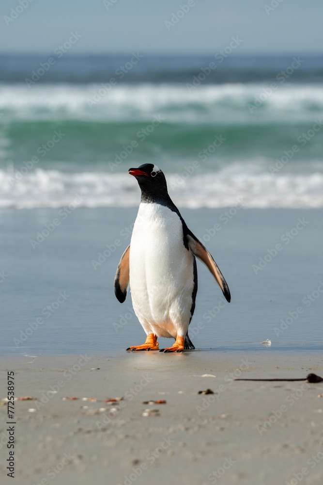 Fototapeta premium Gentoo penguins in Falkland Islands along the beach with ocean backdrop 