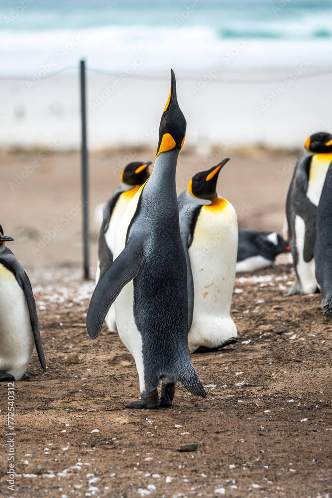 Fototapeta premium King penguin with baby chick