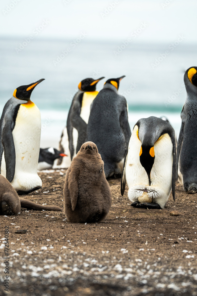 Obraz premium King penguin with baby chick
