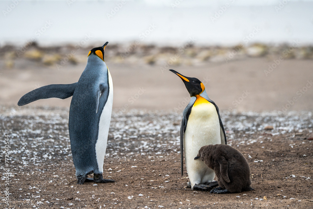 Fototapeta premium King penguin with baby chick