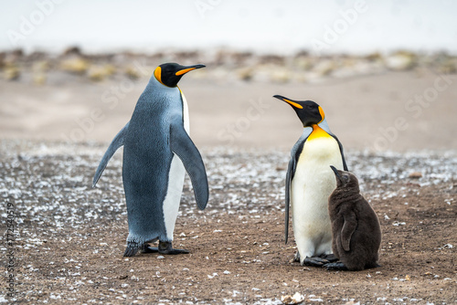 King penguin with baby chick