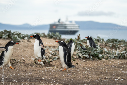 Gentoo Penguins in the wild with Antarctic landscapes