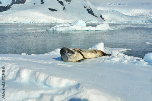 A predatory seal called a leopard seal resting on an ice floe in Antarctica photo