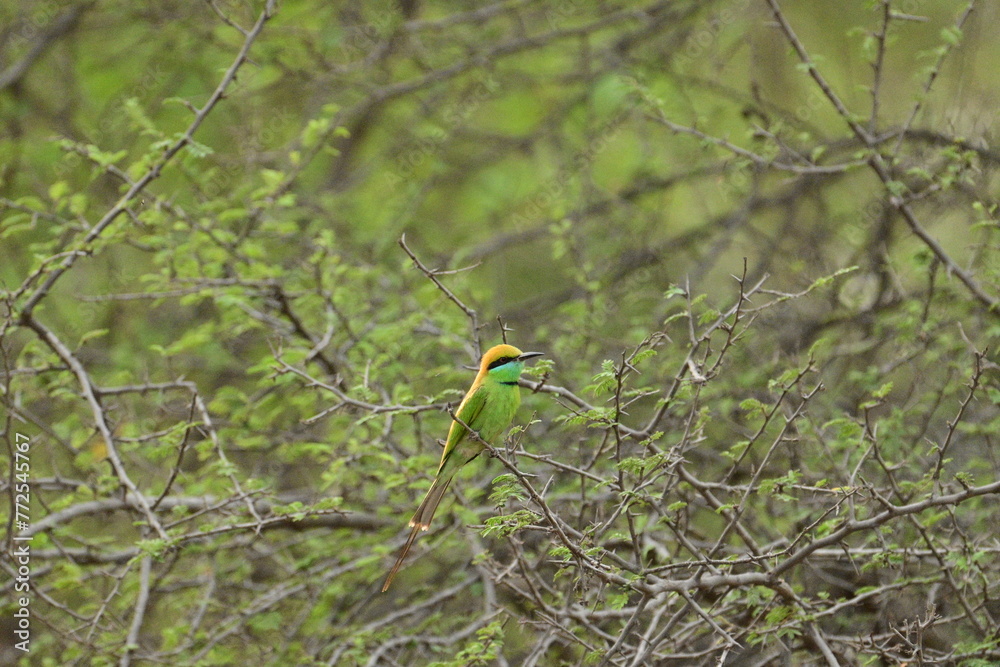 Bee Eater flying and having look around for bees Bee Eater flying and having look around for bees