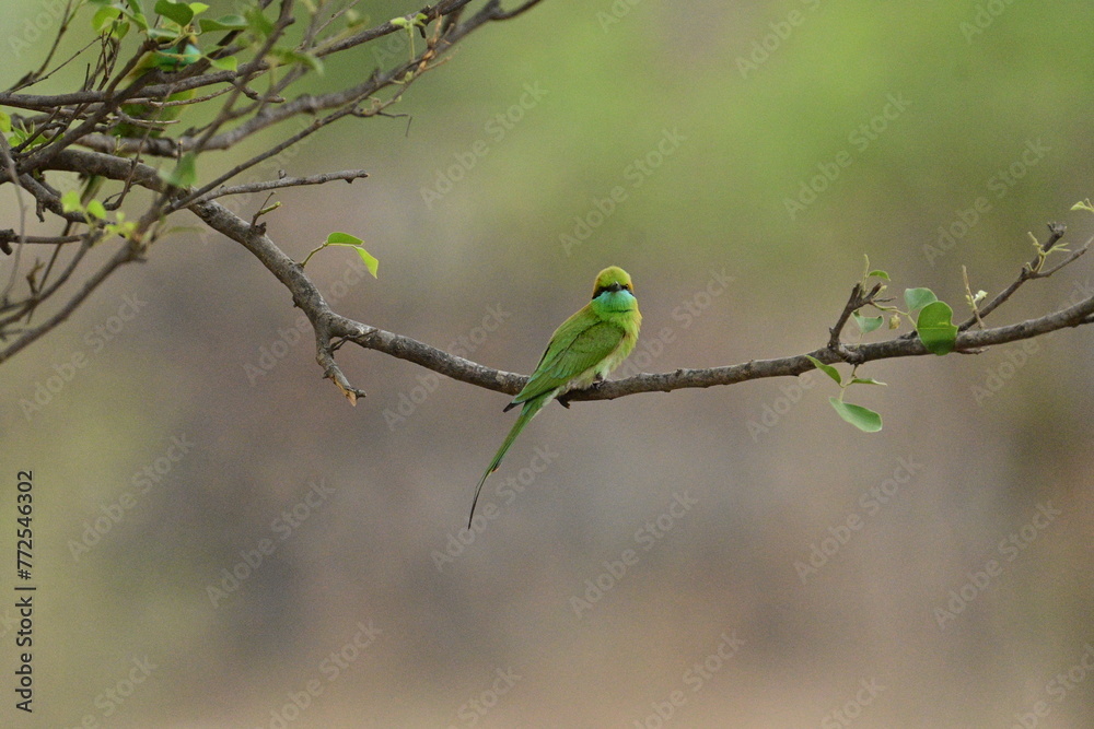 Bee Eater flying and having look around for bees Bee Eater flying and having look around for bees
