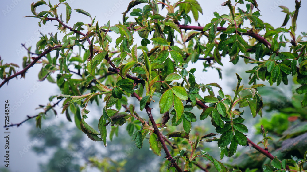 Bunch of Rose hips also called Rose haw or Rose hep on a Rosa acicularis plant