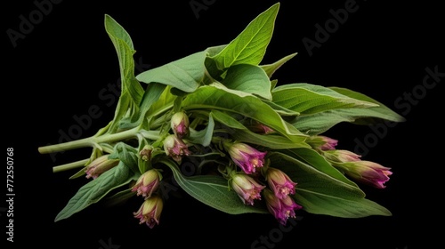 Comfrey (Symphytum officinale), flowers of a plant used in organic medicine, AI-generated