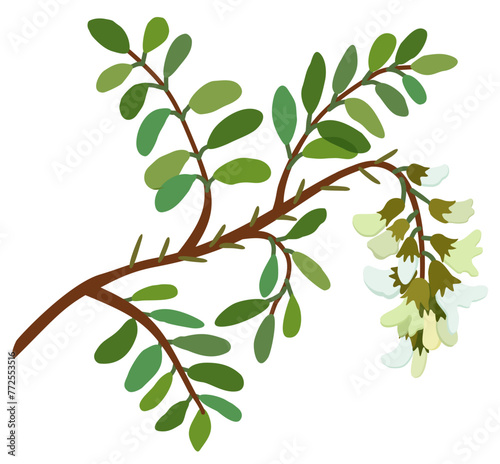 Blooming acacia plant. Vector isolated illustration