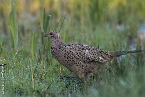 Pheasant, Phasianus colchicus, a very nice big bird, the female pheasant walks through the tall grass, it is gray in color, the male has very colorful feathers. A brown bird with dots on its feathers