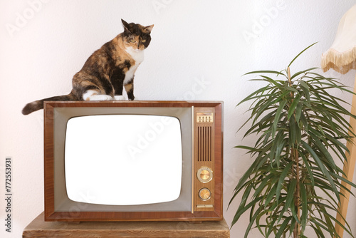 cat sits on old retro analog TV 1960-1970, blank screen for designer, background, stylish mockup, template for video, Television Watching